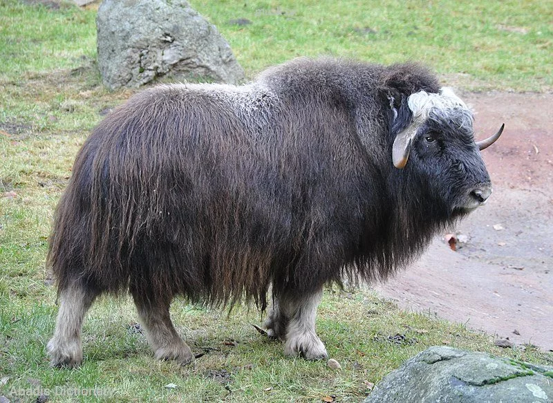 musk ox